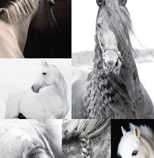 Black & White Horses